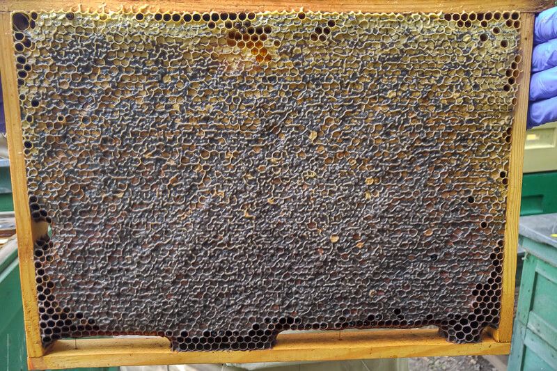 pszczoła na kwiecie wiśni